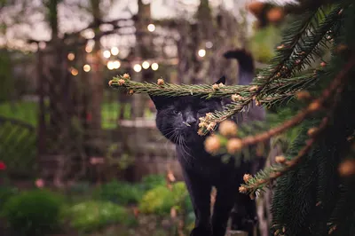 GirlandaSwietlna.pl - Girlandy żarówkowe, oświetlenie ogrodowe Trójmiasto